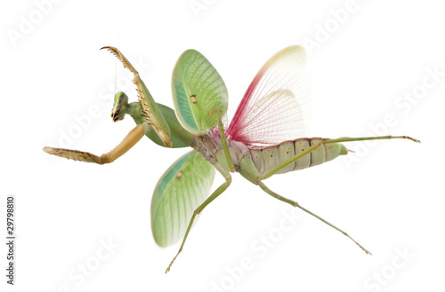 Female Praying Mantis, Rhombodera Basalis