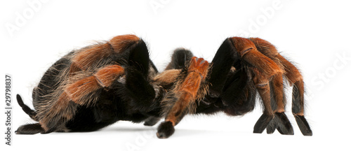 Fototapeta Naklejka Na Ścianę i Meble -  Tarantula spider, Brachypelma Boehmei