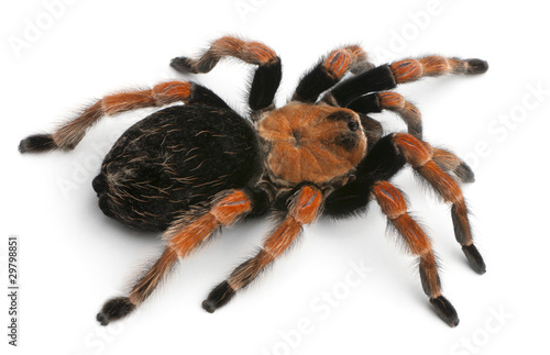 Tarantula spider, Brachypelma Boehmei