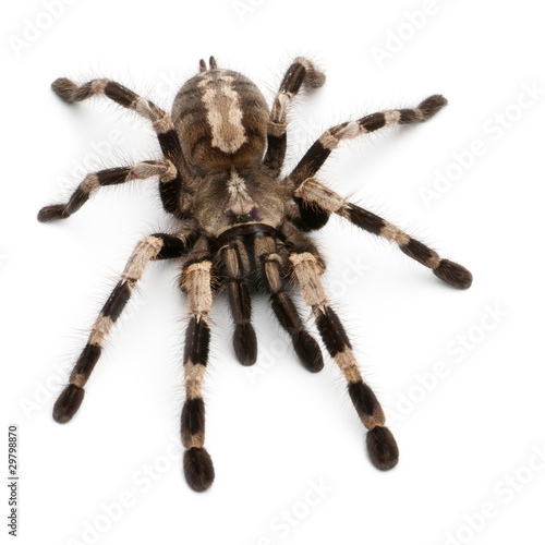 Tarantula spider, Poecilotheria Miranda