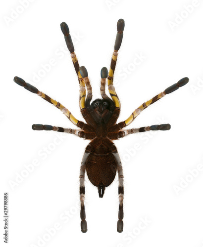 Tarantula spider, Poecilotheria Fasciata