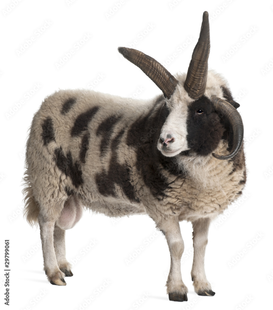 Obraz premium Multi-horned Jacob Ram, Ovis aries