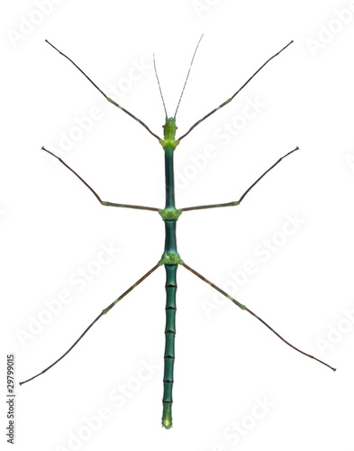 Myronides Sp, stick insect, in front of white background © Eric Isselée