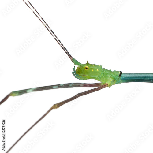 Close-up of Myronides Sp, stick insect