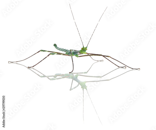 Myronides Sp, stick insect, in front of white background