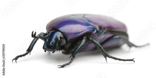 Beetle, Chlorocala Africana Oertzeni