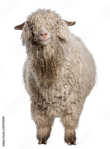 Angora goat in front of white background
