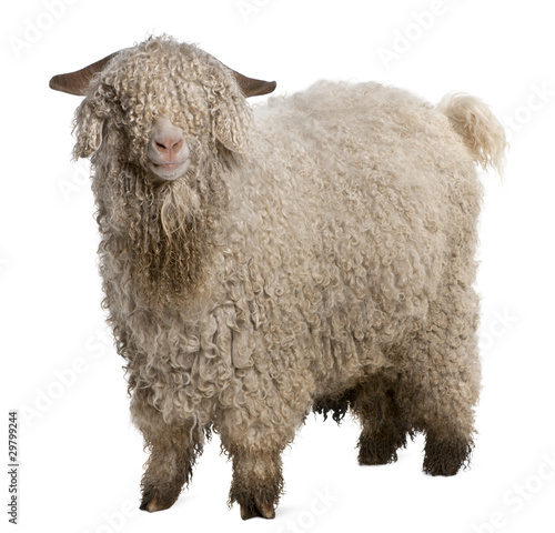 Angora goat in front of white background