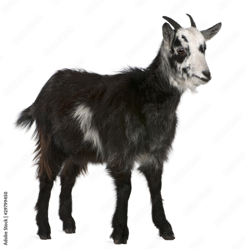 Common Goat from the West of France, Capra aegagrus hircus