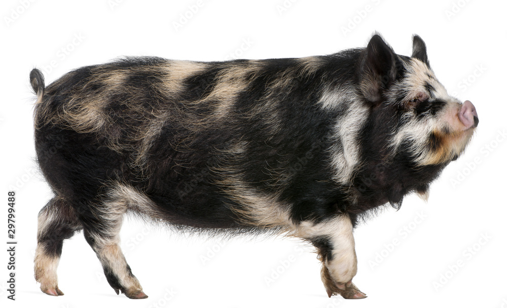 Kounini pig in front of white background Kounini pig in front of white background