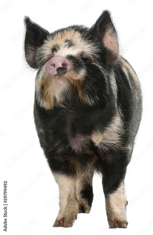 Fototapeta premium Kounini pig in front of white background