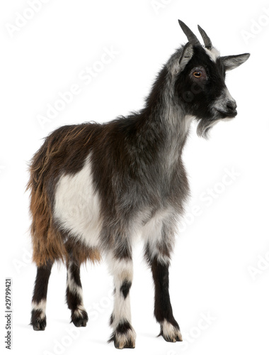 Common Goat from the West of France, Capra aegagrus hircus