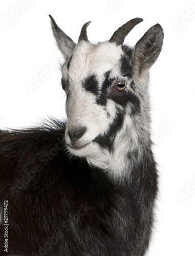 Close-up of Common Goat from the West of France