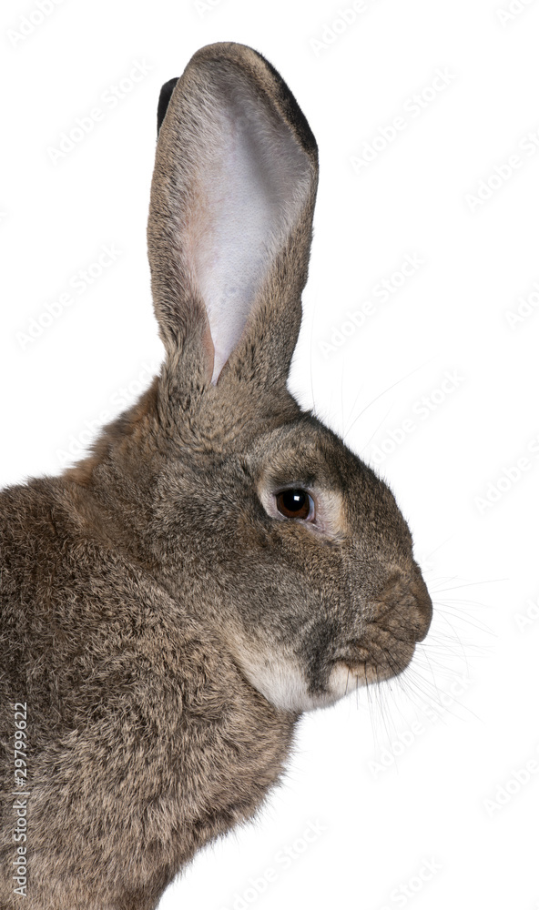 Fototapeta premium Close-up of Flemish Giant rabbit in front of white background