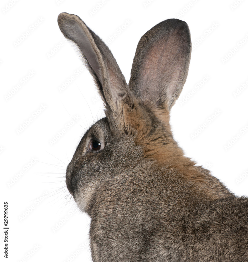 Fototapeta premium Close-up of Flemish Giant rabbit in front of white background