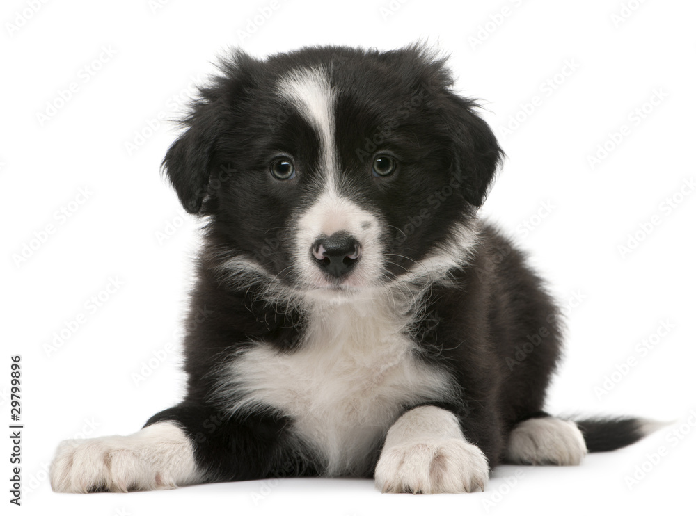 Border Collie puppy, 6 weeks old, lying Border Collie puppy, 6 weeks old, lying