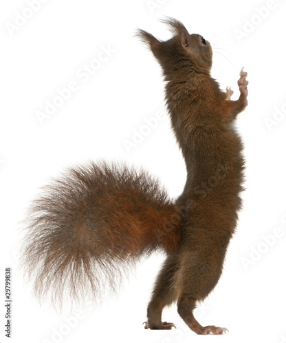 Canvas Print Eurasian red squirrel on hind legs, Sciurus vulgaris