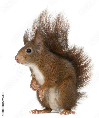 Eurasian red squirrel, Sciurus vulgaris, 4 years old © Eric Isselée