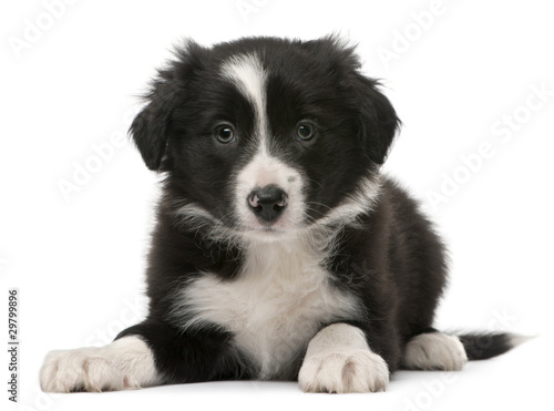 Border Collie puppy, 6 weeks old, lying