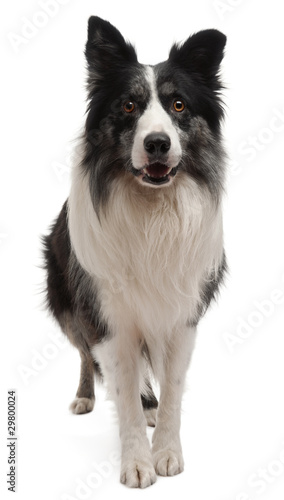 Border Collie standing in front of white background © Eric Isselée