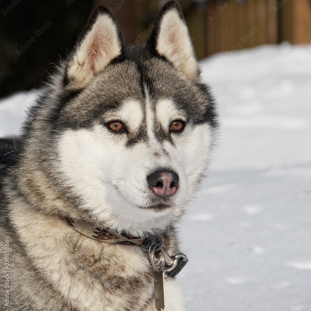 Portrait of a beautiful husky dog