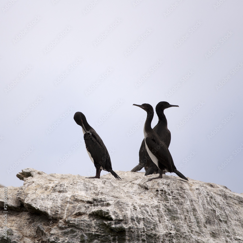 Obraz premium Bird colony nesting on rock