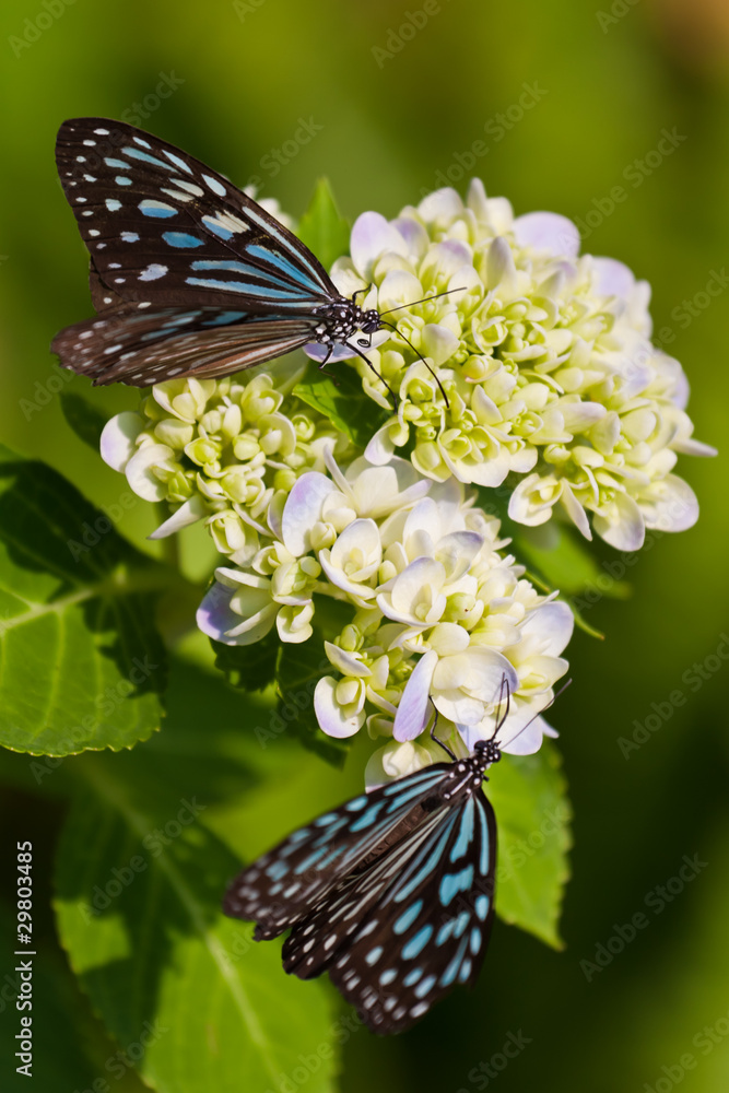 Obraz premium Butterfly Garden Samui