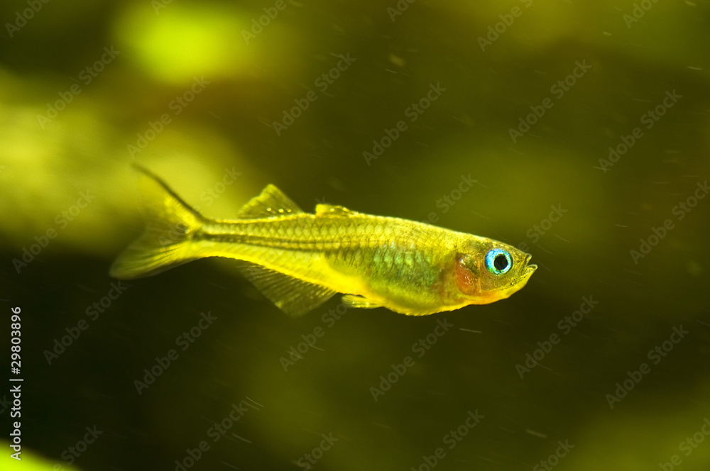 Pseudomugil furcatus
