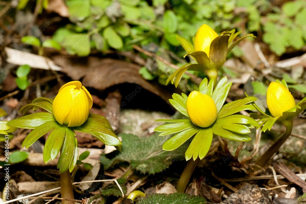 Closeup of Winter Aconite with buds before blooming Closeup of Winter Aconite with buds before blooming