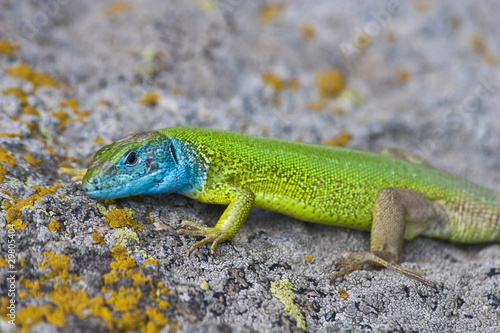 green lizard  lacerta viridis 