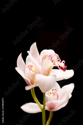 beautuiful orchid