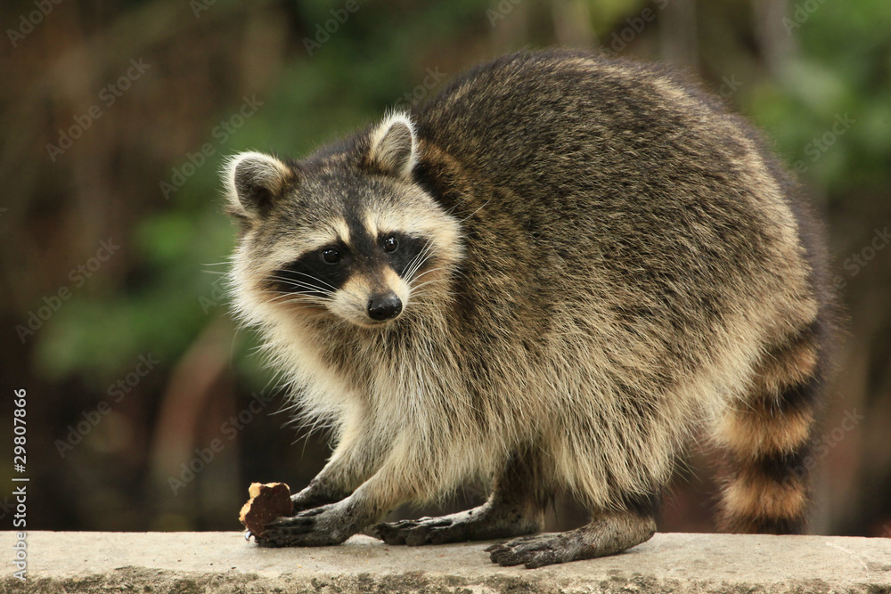 Cute raccoon nibles a chocolate cookie - obrazy, fototapety, plakaty 