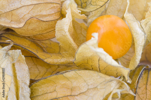 Fotografía Physalis fruits