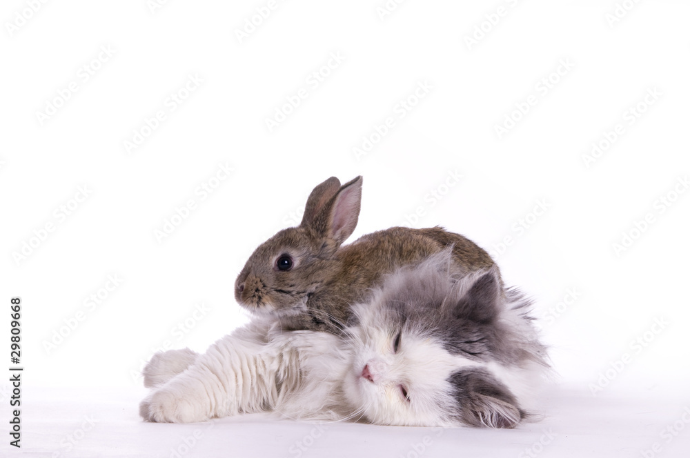 Obraz premium Cat and rabbit