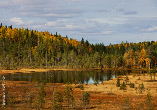 Wood lake. autumn landscape...