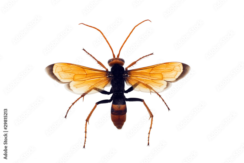 Fototapeta premium Wasp, Orange Potter, Eumenes latreilli, length 17mm, wingspan 36