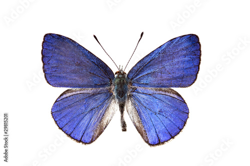 Butterfly, Common Pencil Blue, Candalides absimilis, male, wings © peter_waters