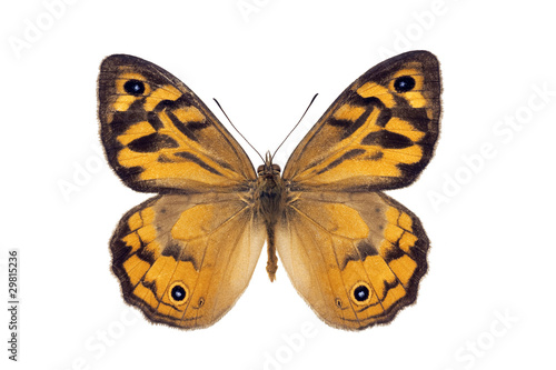 Butterfly, Common Brown, Heteronympha merope, male, wingspan 56m © peter_waters