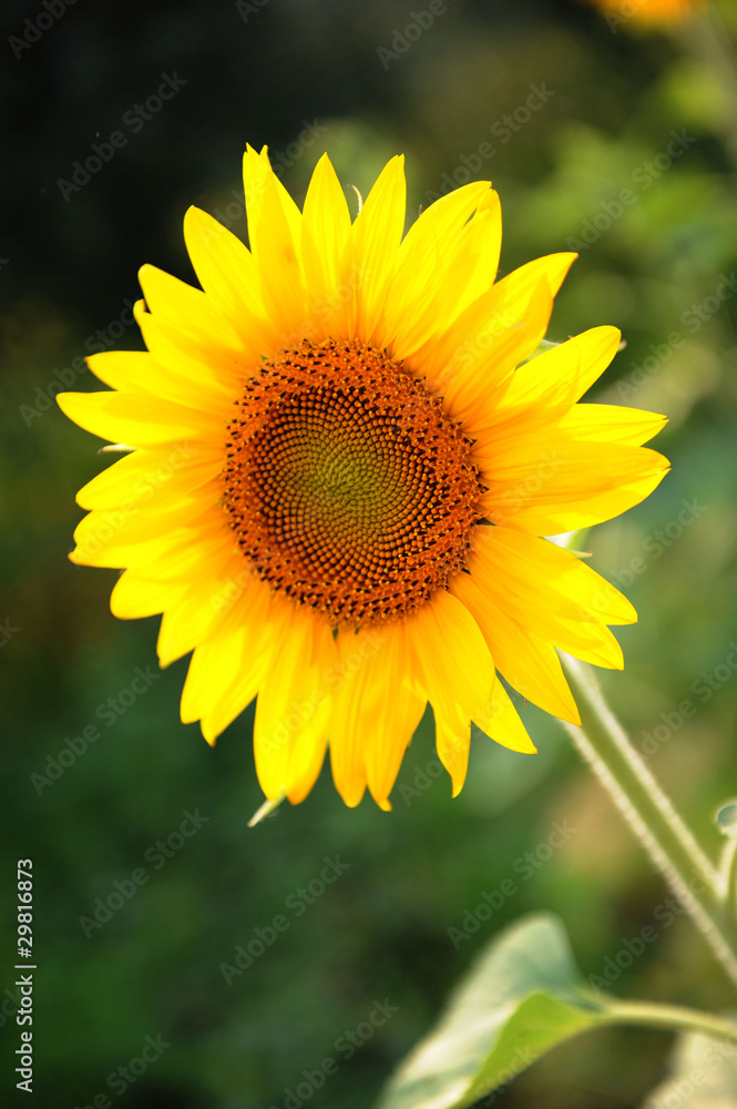 yellow sunflowers yellow sunflowers