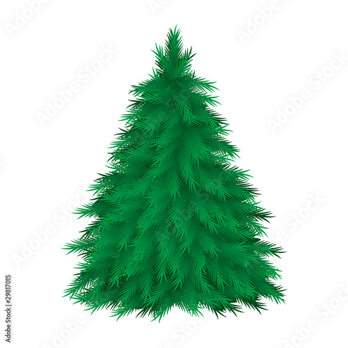 Cconiferous tree photo