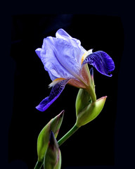 Papier peint photo Iris Fleur d'iris au jardin printanier  © silence007