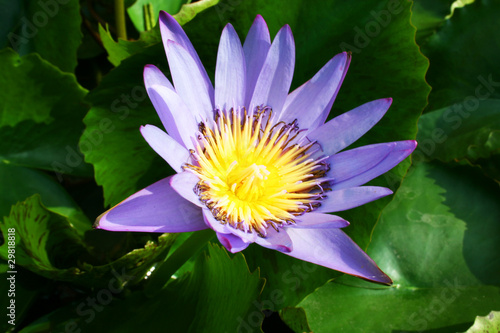 Purple lotus in Thailand.