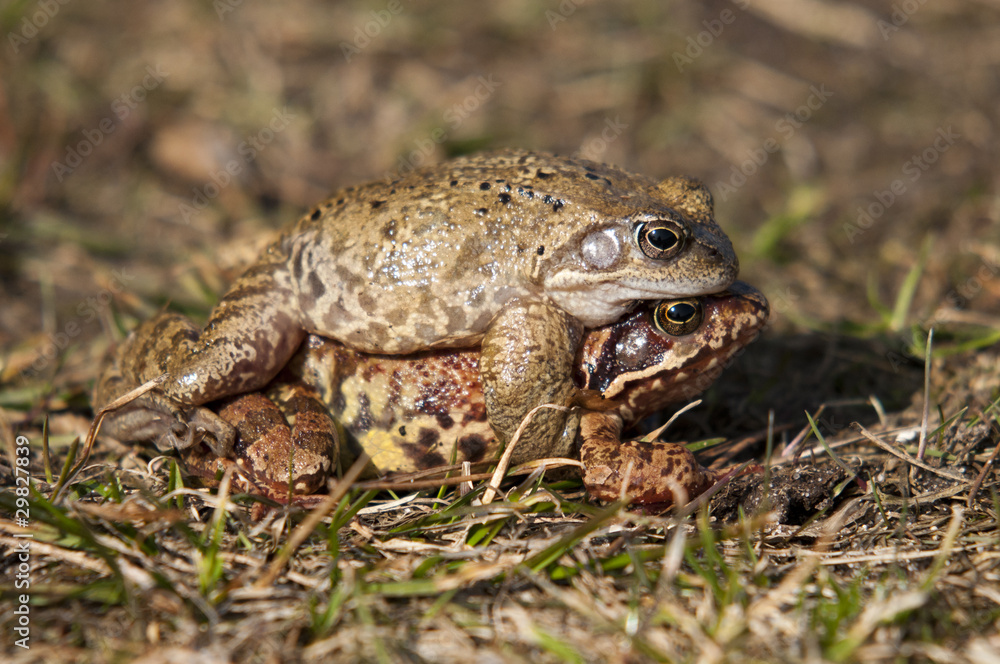 Frogs Frogs