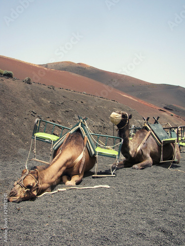 Camellos agotados bajo el sol