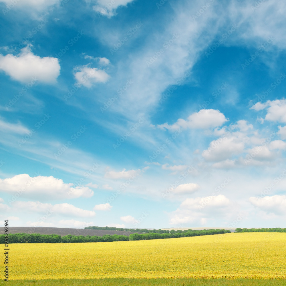 spring field spring field