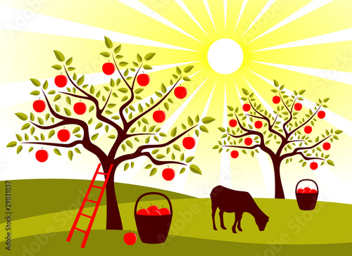 apple tree orchard