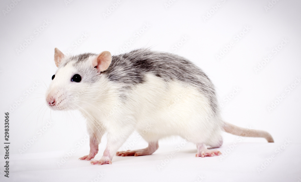 Rat goes on white background Rat goes on white background
