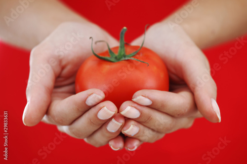 tomato in woman hands © yellowj