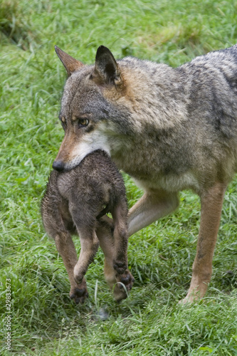 W  lfin und Welpe   Canis lupus  