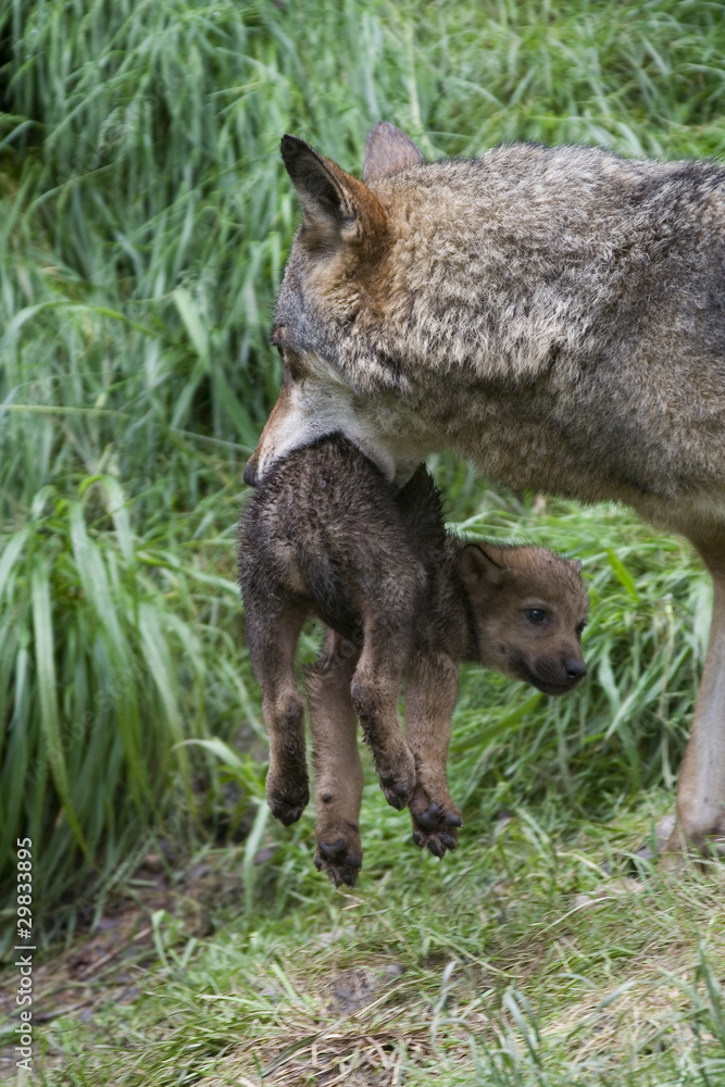 Wölfin und Welpe ( Canis lupus )